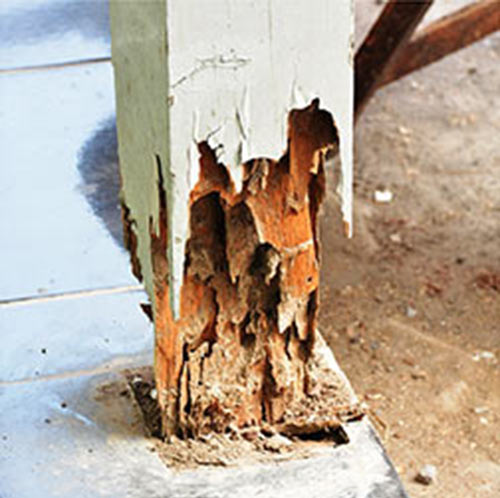 How to prepare for your termite or pest inspection.