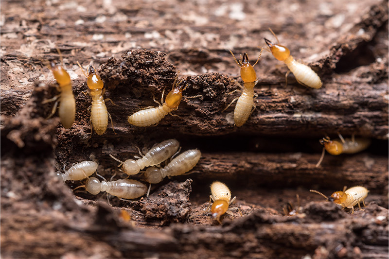 Six Tips To Prevent Termites From Invading Your Home.