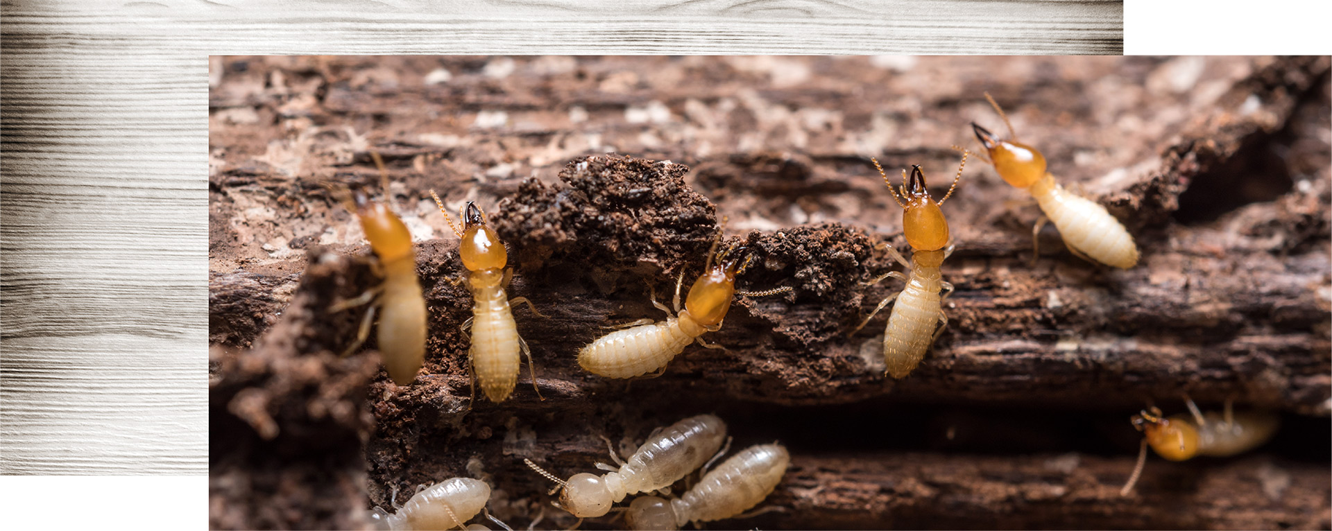 Six Tips To Prevent Termites From Invading Your Home.